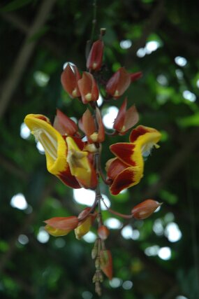 DSC_7398 null