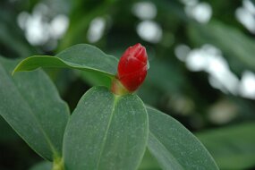 DSC_7399 null