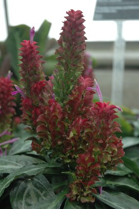 DSC_7400 null