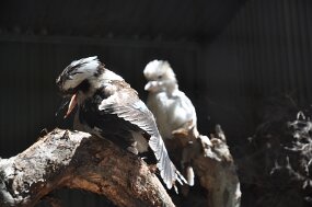 DSC_7900 null