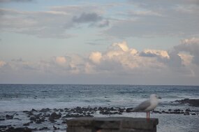 DSC_4490 null