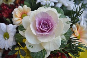 DSC_2101 null