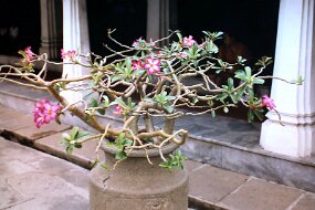 4-18-2009_063 null