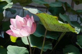 DSC_6012 null