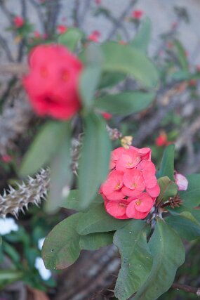 DSC_6406 null
