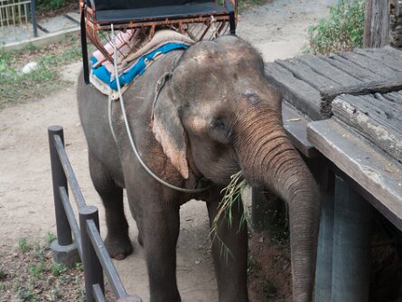 The Jungle House A ride on the elephant at The Jungle House (Khao Yai, Thailand) -- 27 December 2014