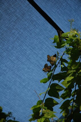 DSC_4765 null