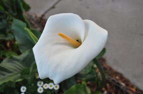 DSC_4000 null
