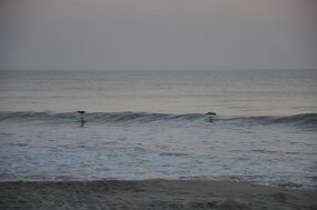 DSC_3482 null