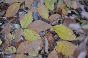DSC_9228 null