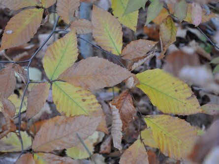 Morris - Lewis Morris Park Morris County - Lewis Morris Park (7 November 2010)