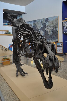 DSC_9511 null