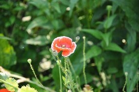 DSC_1285 null