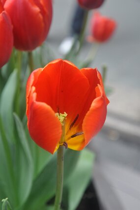DSC_3729 null