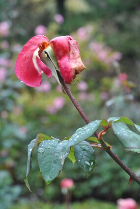 DSC_0056 null