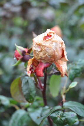 DSC_0057 null