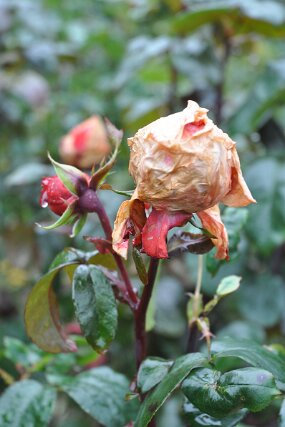 DSC_0058 null