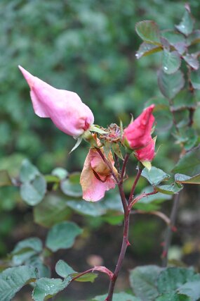 DSC_0059 null