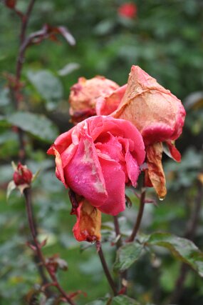 DSC_0066 null
