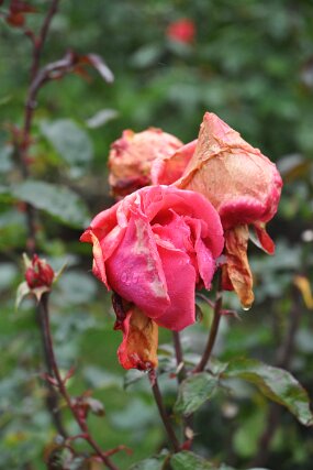 DSC_0067 null