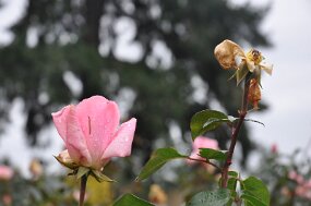 DSC_0069 null