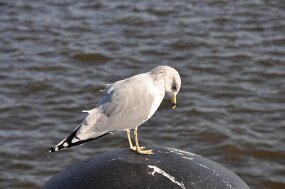 DSC_2526 null