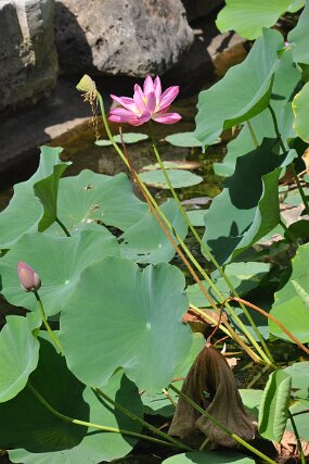 DSC_8710 null