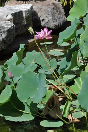 DSC_8712 null