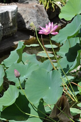 DSC_8713 null