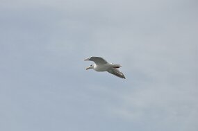 DSC_4702 null