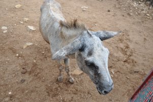 DSC_8202 Donkey Sanctuary -- This donkey was nicknamed Ihor :-)