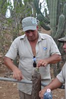 DSC_8208 Donkey Sanctuary -- Rocky preparing fruit from top of cactus tree to share with the group