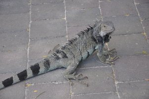 DSC_7447 Lizards at the Westin