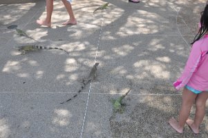 DSC_7450 Lizards at the Westin