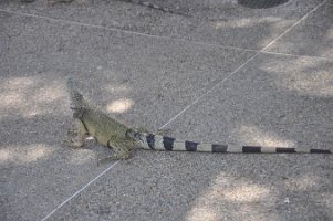 DSC_7451 Lizards at the Westin