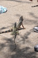 DSC_7452 Lizards at the Westin