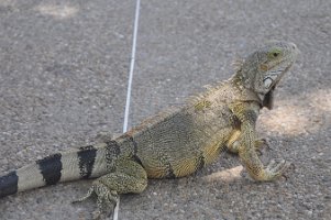 DSC_7454 Lizards at the Westin