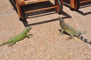 DSC_7455 Lizards at the Westin