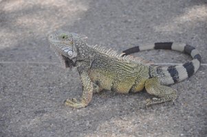 DSC_7458 Lizards at the Westin