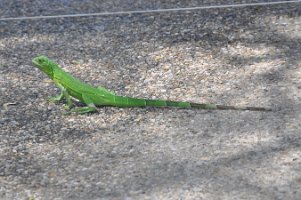 DSC_7459 Lizards at the Westin