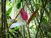 SAM_0181 Hike to the waterfalls (Quijos/Chaco Rivers, Ecuador) - 28 December 2015