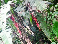 SAM_0190 Hike to the waterfalls (Quijos/Chaco Rivers, Ecuador) - 28 December 2015