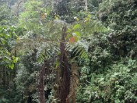 DSC_0262 Hike in Mindo Rainforest (Mindo Rainforest, Ecuador) - 29 December 2015