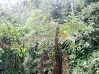 DSC_0263 Hike in Mindo Rainforest (Mindo Rainforest, Ecuador) - 29 December 2015