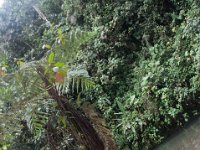DSC_0266 Hike in Mindo Rainforest (Mindo Rainforest, Ecuador) - 29 December 2015