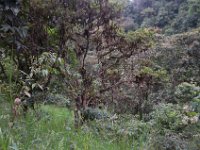 DSC_0316 Hike in Mindo Rainforest (Mindo Rainforest, Ecuador) - 29 December 2015