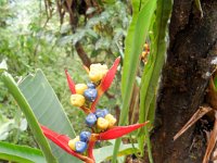 SAM_0231 Mindo Canopy Adventure -- Zipline in the Mindo Rain Forest (Mindo Rain Forest, Ecuador) - 29 December 2015