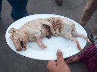 DSC_0137 Pre-grill Guinea Pig -- Guinea Pig at Fiambre's (Quito, Ecuador) - 27 December 2015
