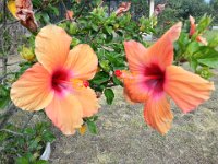 20151226_154403_HDR Flowers on the grounds -- Mountain Views Inn (Tumbaco, Ecuador) - 26 December 2015 - 2 January 2016