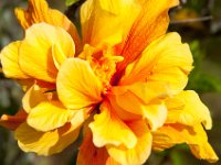 DSC_9881 Flowers on the grounds -- Mountain Views Inn (Tumbaco, Ecuador) - 26 December 2015 - 2 January 2016